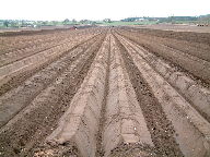 Potato seedbed - Please click for larger view